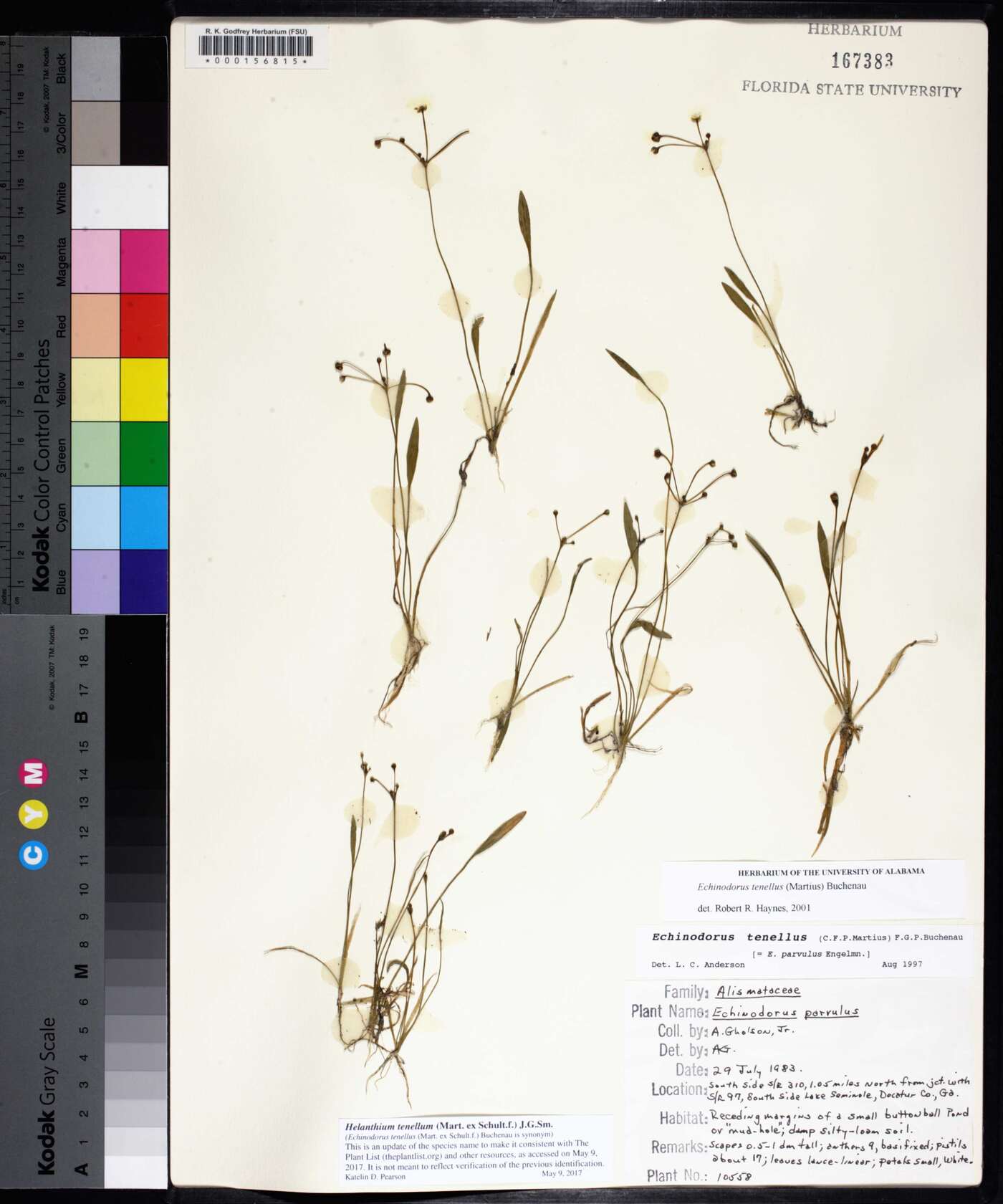Helanthium tenellum image