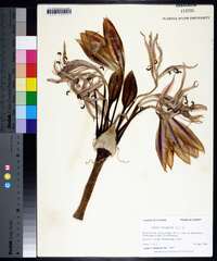 Crinum zeylanicum image