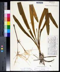 Hymenocallis duvalensis image