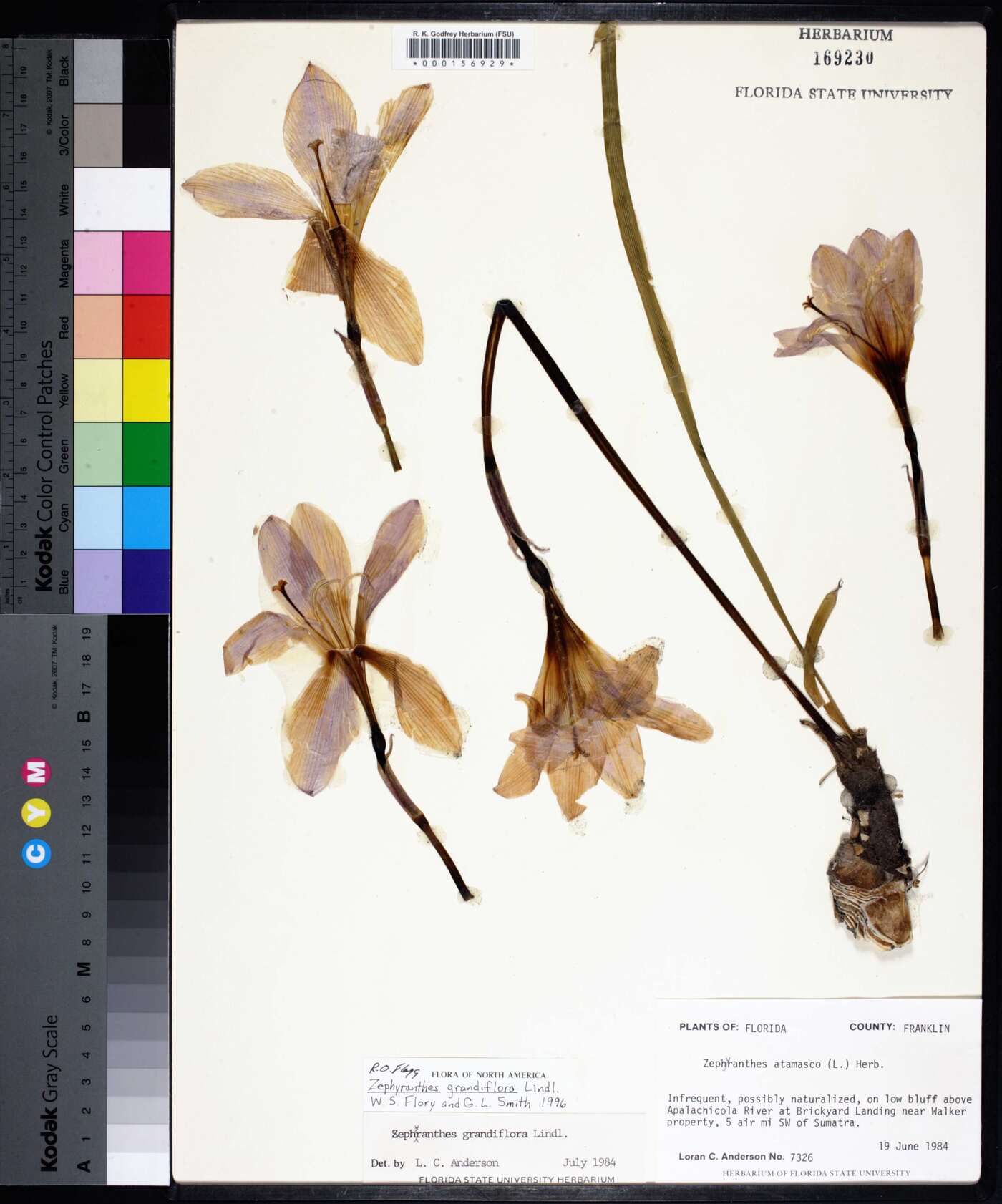 Zephyranthes grandiflora image