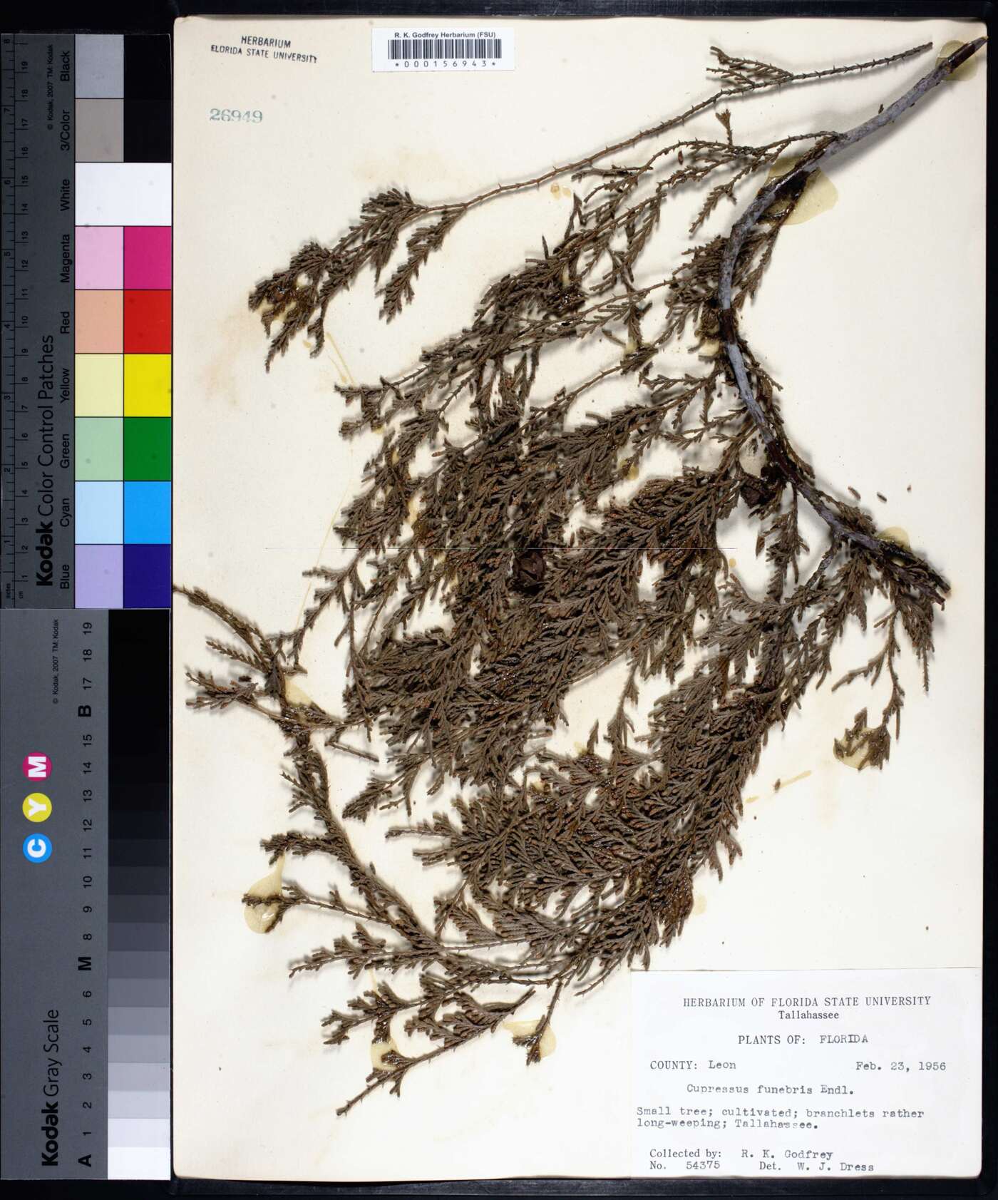 Cupressus funebris image