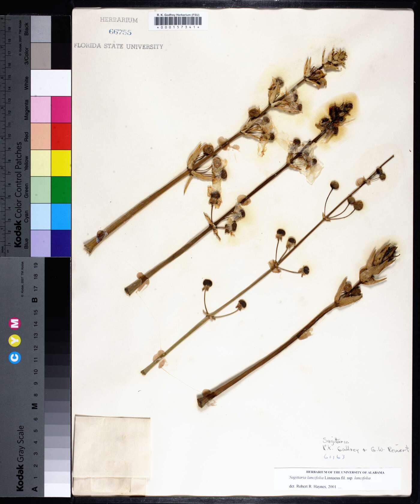 Sagittaria lancifolia subsp. lancifolia image
