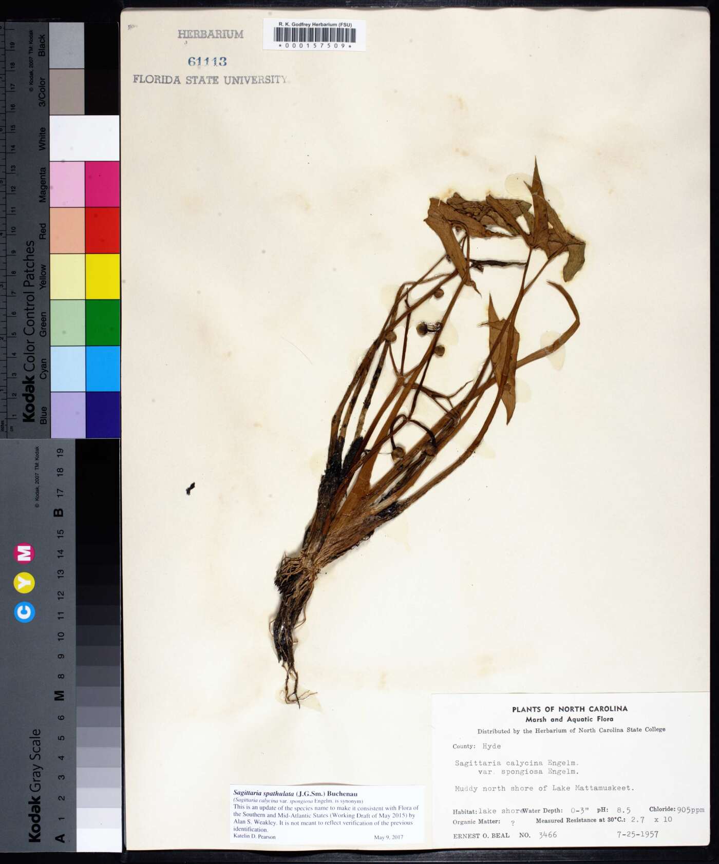 Sagittaria spathulata image