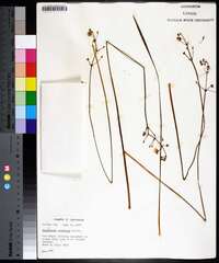 Sagittaria graminea image