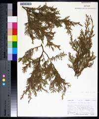 Chamaecyparis thyoides image