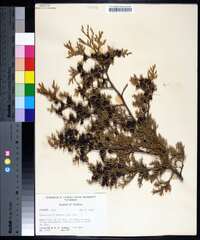 Chamaecyparis thyoides image