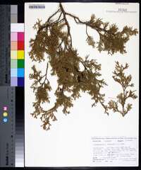 Chamaecyparis thyoides image