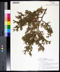 Chamaecyparis thyoides image