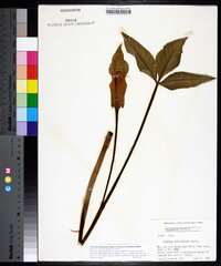 Arisaema triphyllum subsp. stewardsonii image