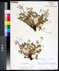 Oxalis articulata image