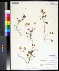 Oxalis colorea image