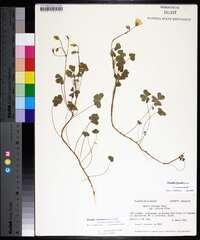 Oxalis texana image