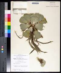 Pistia stratiotes image