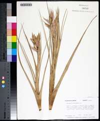 Tillandsia fasciculata image
