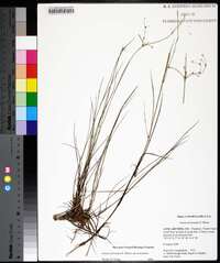 Juncus pelocarpus image