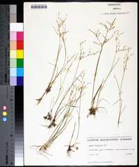 Juncus pelocarpus image