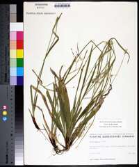 Carex arctata image