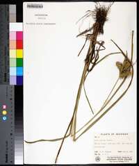 Carex retrorsa image