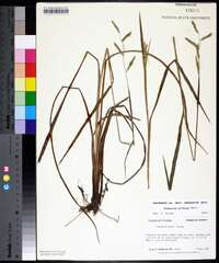 Paspalum praecox image