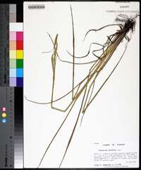 Paspalum praecox image