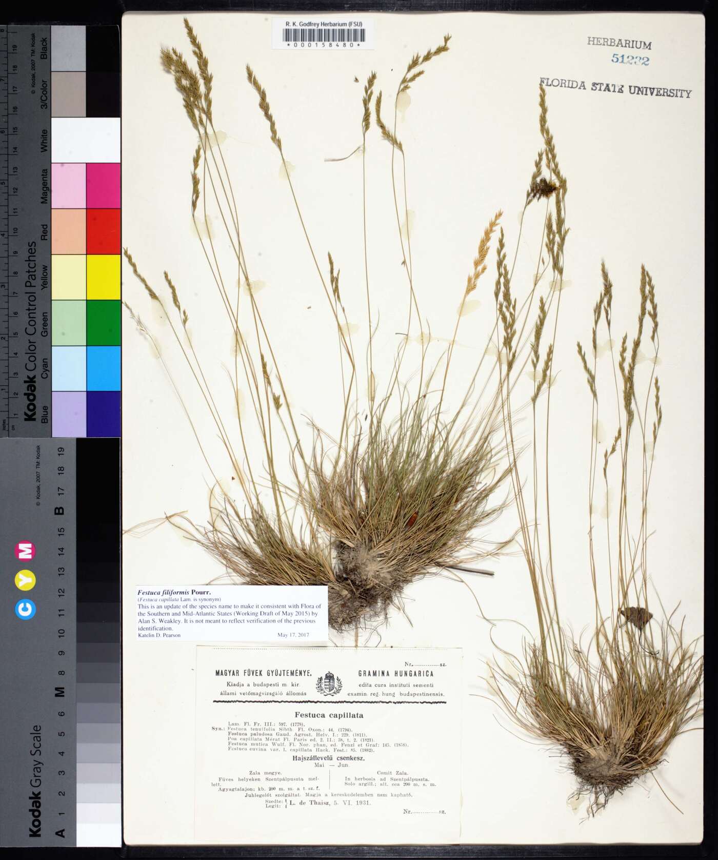 Festuca filiformis image