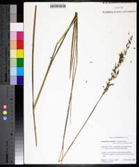 Sorghastrum elliottii image
