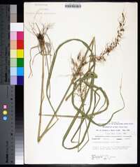 Sorghastrum elliottii image