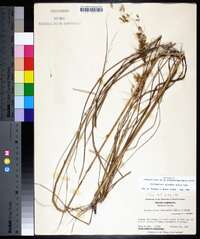 Sorghastrum secundum image