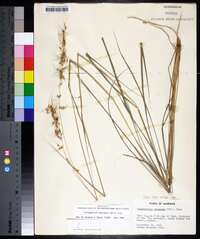 Sorghastrum secundum image