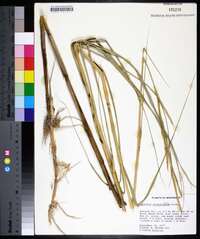 Spartina alterniflora image