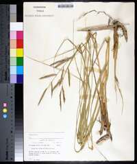 Spartina alterniflora image