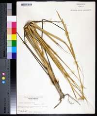 Spartina alterniflora image