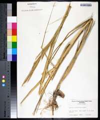 Spartina alterniflora image