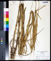 Spartina alterniflora image