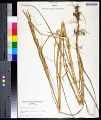 Spartina alterniflora image