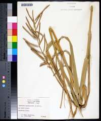 Spartina cynosuroides image