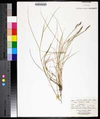 Spartina patens image