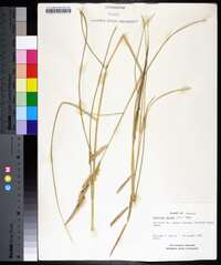 Spartina patens image