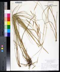 Spartina patens image