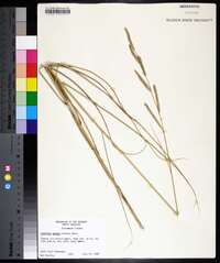 Spartina patens image