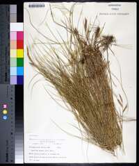 Spartina patens image