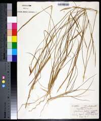 Spartina patens image