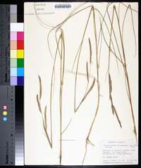 Spartina patens image