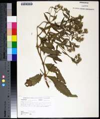 Eupatorium album image