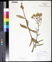 Eupatorium album image