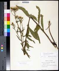 Eupatorium album image