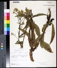 Eupatorium album image