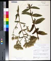 Eupatorium album image