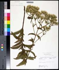 Eupatorium album image