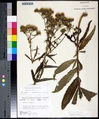 Eupatorium album image